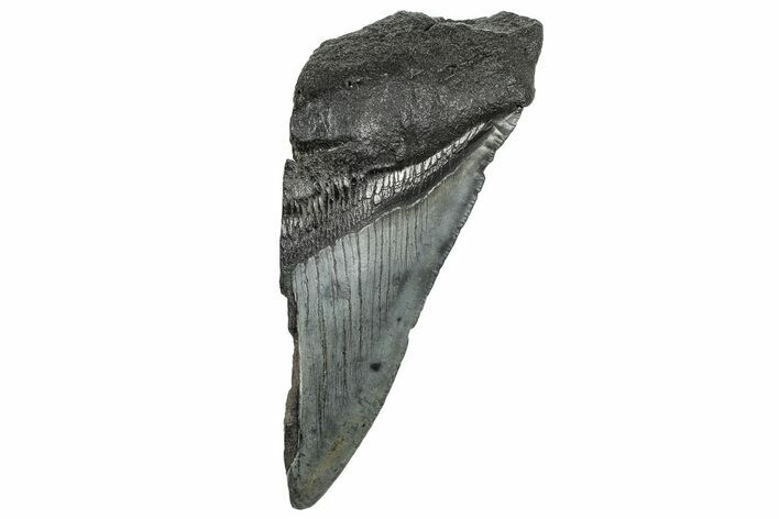 Partial Fossil Megalodon Tooth - South Carolina #328992